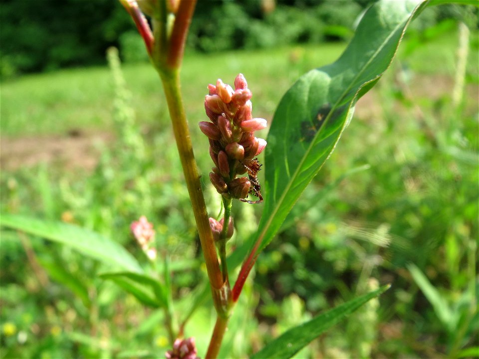 Ampfer-Knöterich (Persicaria lapathifolia) am Staden in Saarbrücken