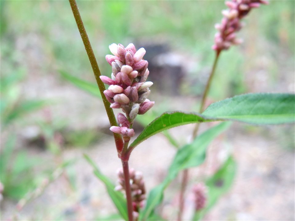 Ampfer-Knöterich (Persicaria lapathifolia) auf einer Brachfläche einer Baustelle in Hockenheim