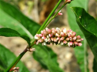 Ampfer-Knöterich (Persicaria lapathifolia) auf einer Ruderalfläche in Hockenheim-Talhaus