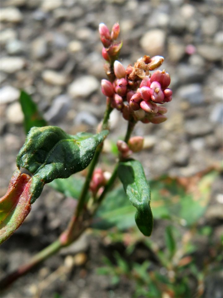 Ritzenbotanik: Ampfer-Knöterich (Persicaria lapathifolia) am Straßenrand in Hockenheim