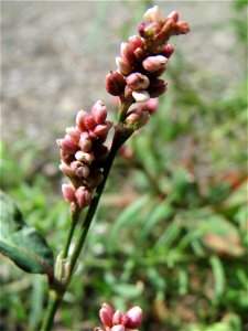 Ritzenbotanik: Ampfer-Knöterich (Persicaria lapathifolia) am Straßenrand in Hockenheim