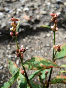 Ritzenbotanik: Ampfer-Knöterich (Persicaria lapathifolia) am Straßenrand in Hockenheim
