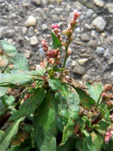 Ritzenbotanik: Ampfer-Knöterich (Persicaria lapathifolia) am Straßenrand in Hockenheim