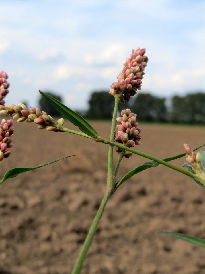 Ampfer-Knöterich (Persicaria lapathifolia) an Ackerrand bei Reilingen