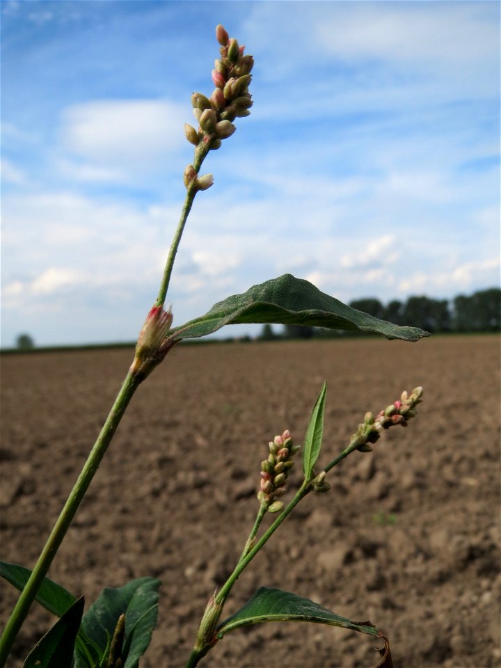 Ampfer-Knöterich (Persicaria lapathifolia) an Ackerrand bei Reilingen