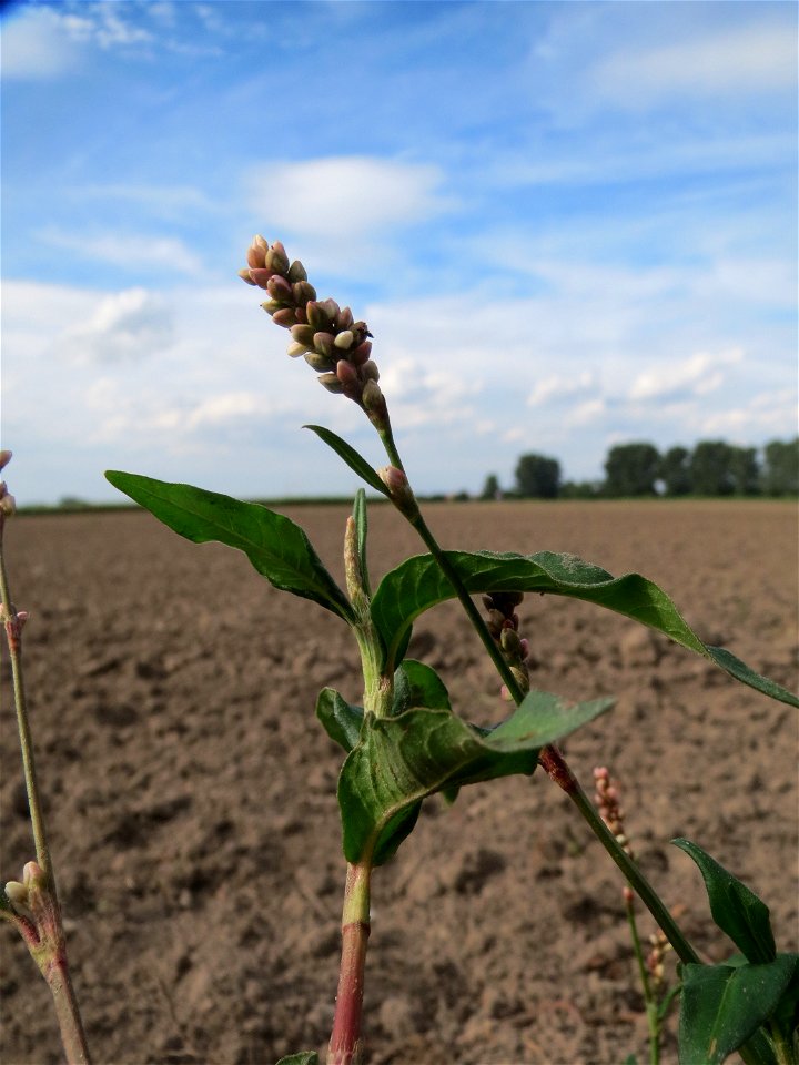 Ampfer-Knöterich (Persicaria lapathifolia) an Ackerrand bei Reilingen