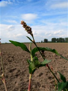 Ampfer-Knöterich (Persicaria lapathifolia) an Ackerrand bei Reilingen