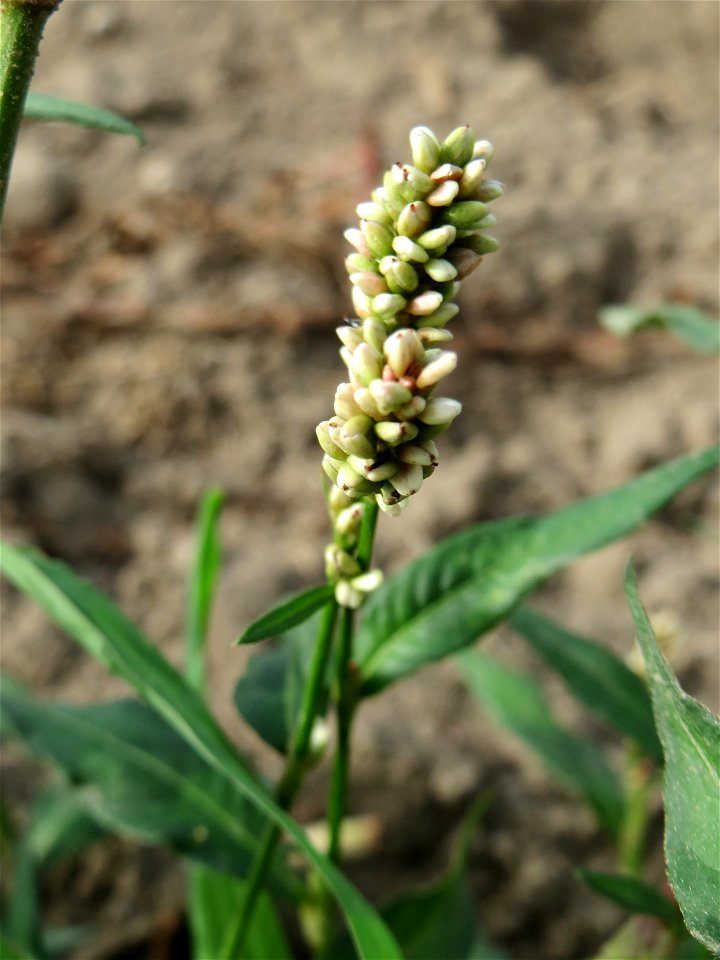 Ampfer-Knöterich (Persicaria lapathifolia) an Ackerrand bei Reilingen
