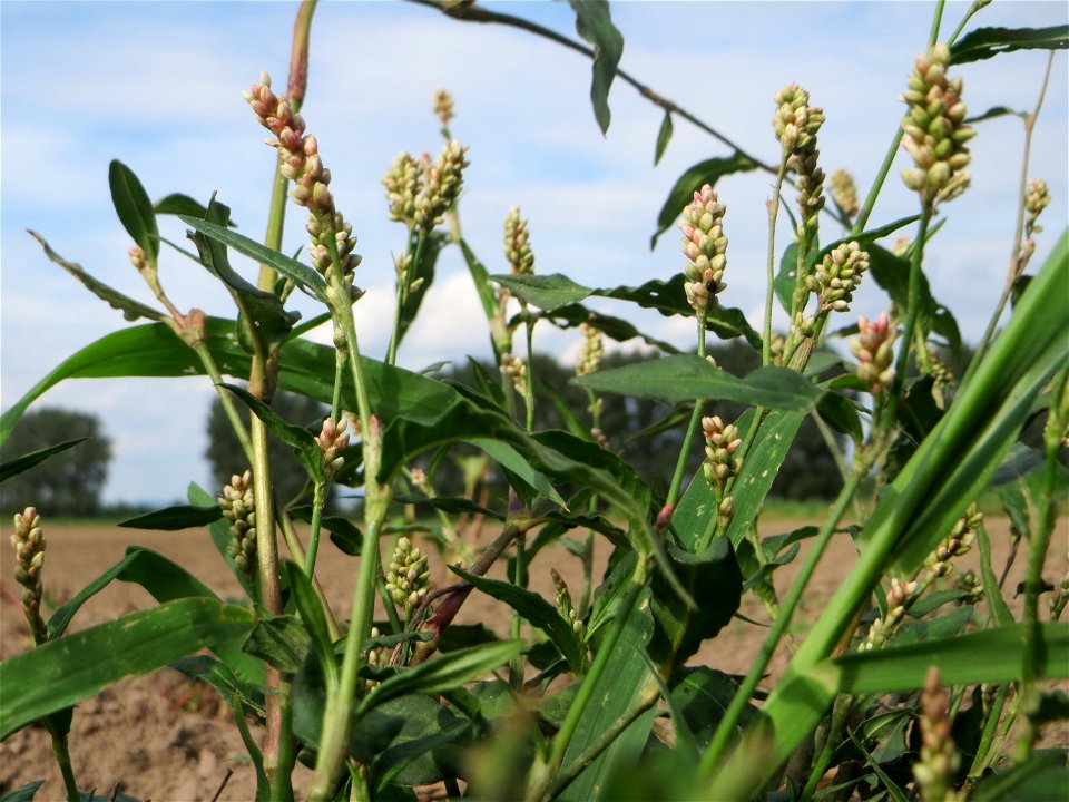 Ampfer-Knöterich (Persicaria lapathifolia) an Ackerrand bei Reilingen