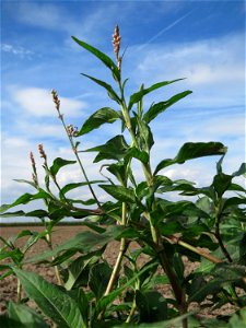 Ampfer-Knöterich (Persicaria lapathifolia) an Ackerrand bei Reilingen