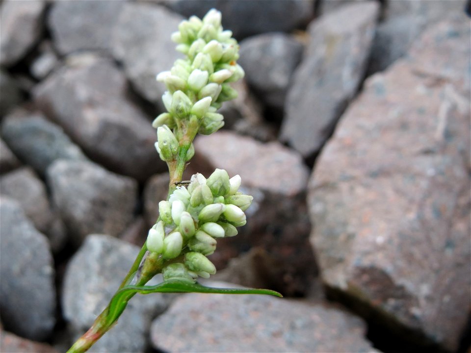 Ampfer-Knöterich (Persicaria lapathifolia) auf Schottersteinen am Bahnhof Landstuhl