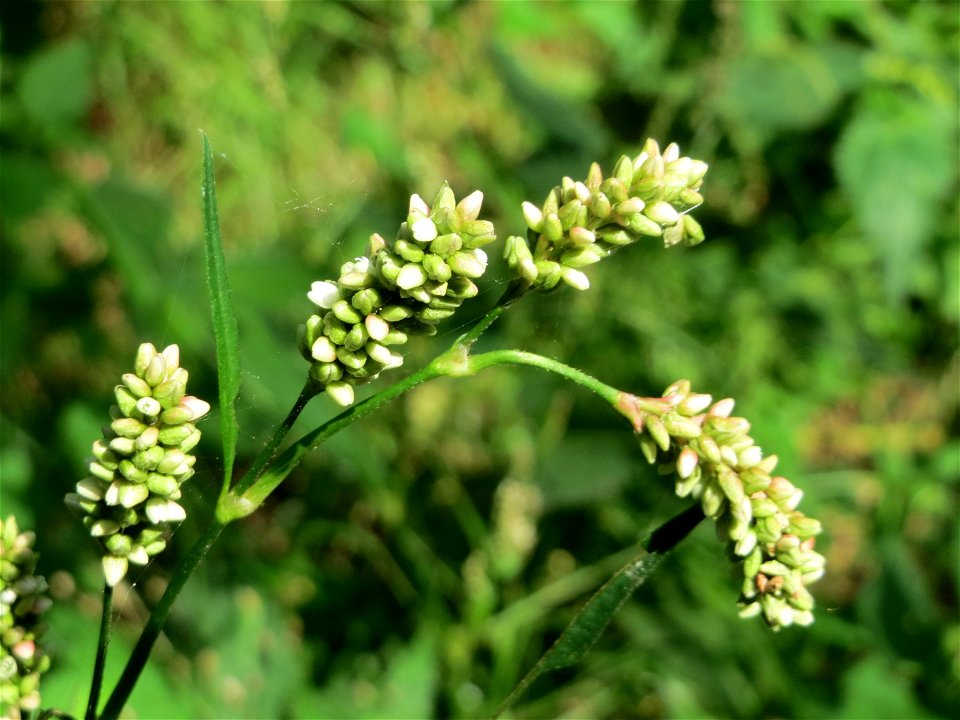 Ampfer-Knöterich (Persicaria lapathifolia) bei Nußloch