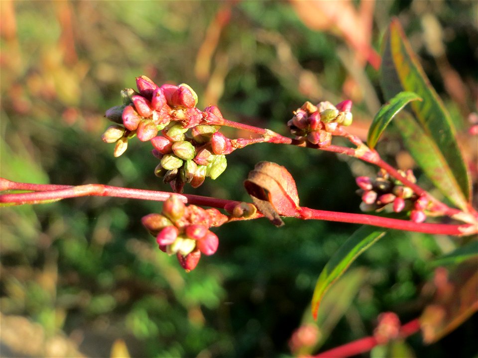 Ampfer-Knöterich (Persicaria lapathifolia) bei Neulußheim