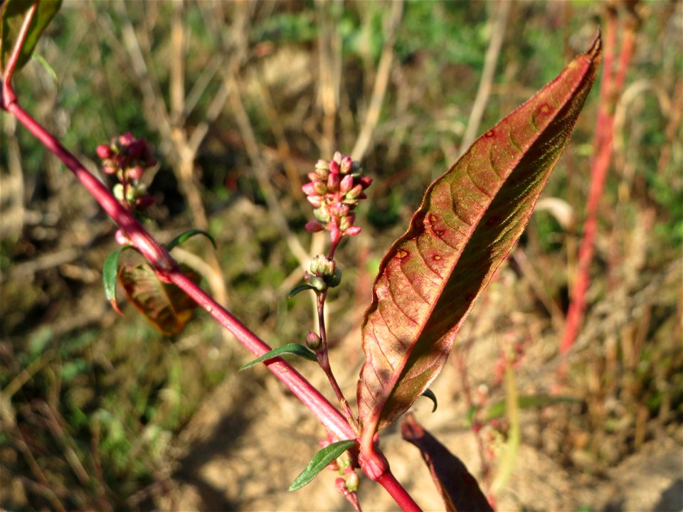 Ampfer-Knöterich (Persicaria lapathifolia) bei Neulußheim