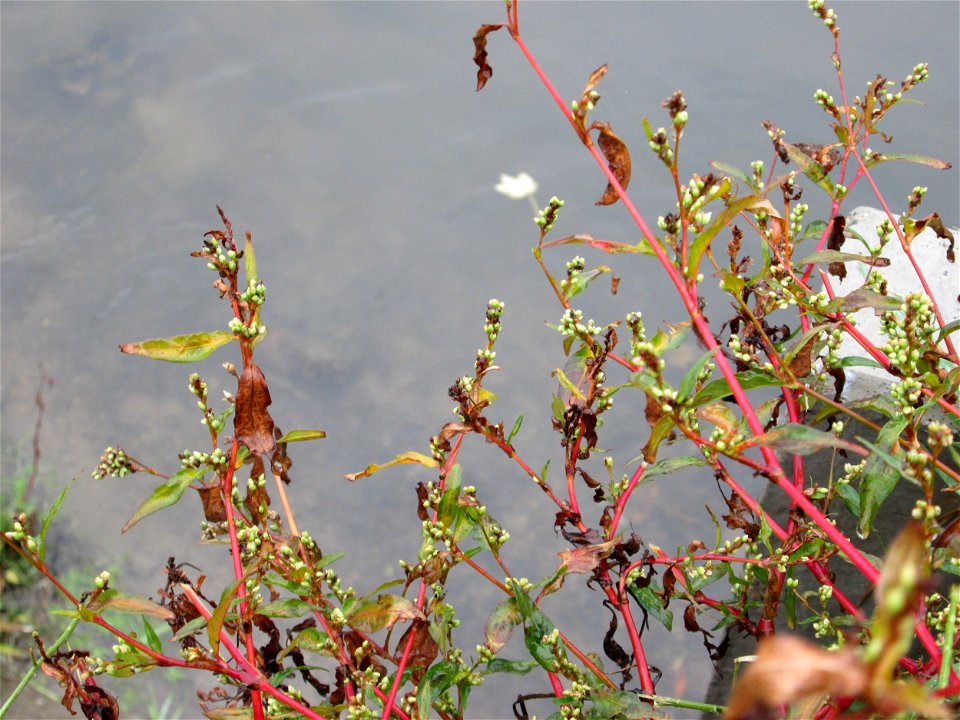 Ampfer-Knöterich (Persicaria lapathifolia) am Kraichbach in Hockenheim