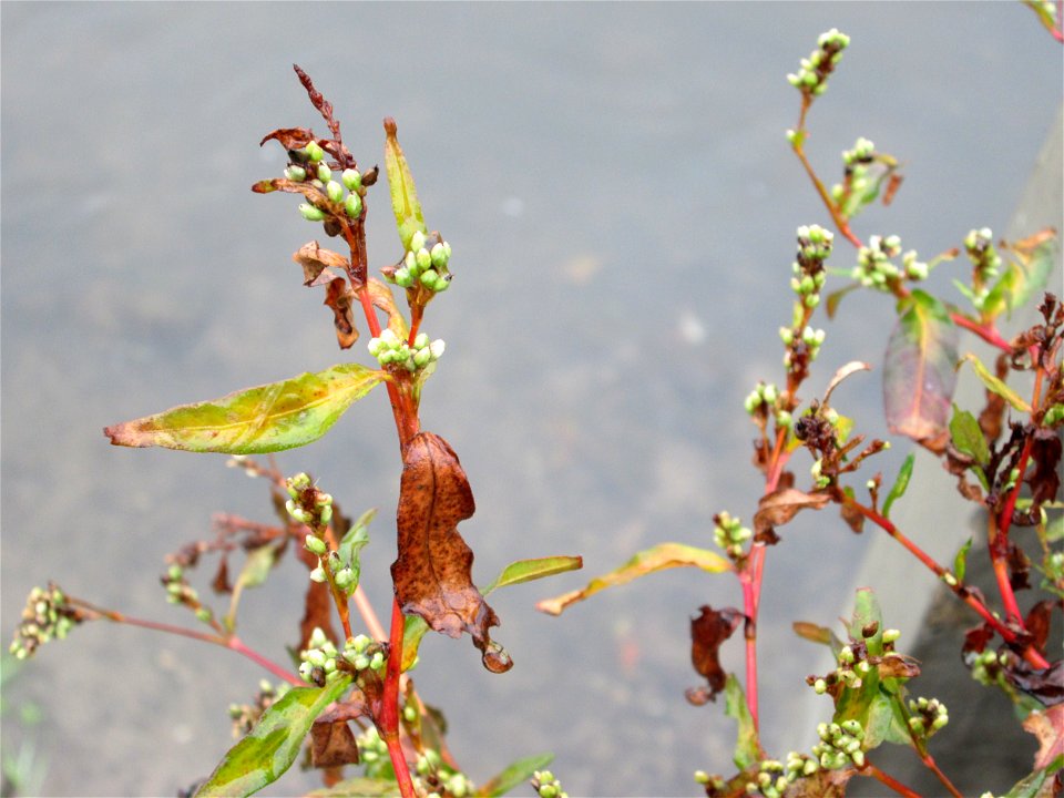 Ampfer-Knöterich (Persicaria lapathifolia) am Kraichbach in Hockenheim
