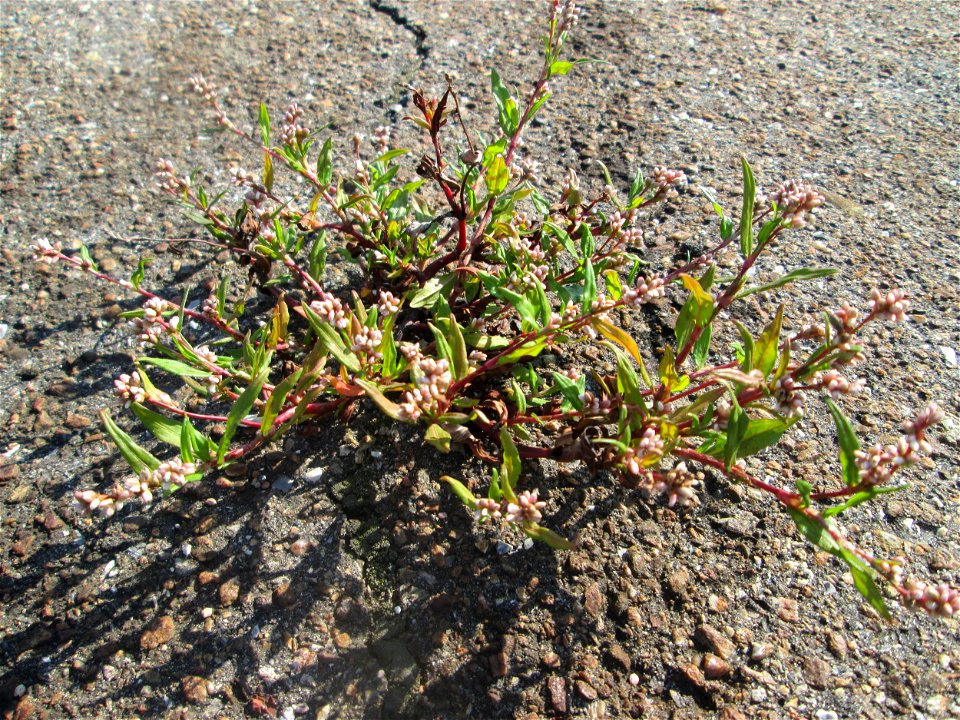 Ampfer-Knöterich (Persicaria lapathifolia) am Bahnhof Schwetzingen
