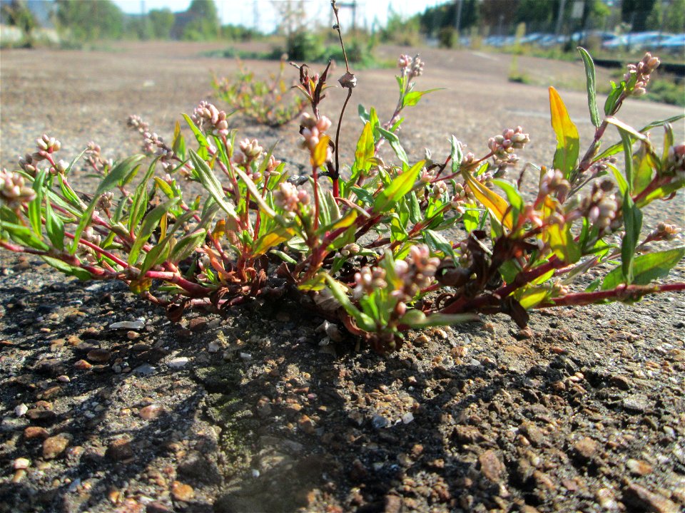 Ampfer-Knöterich (Persicaria lapathifolia) am Bahnhof Schwetzingen