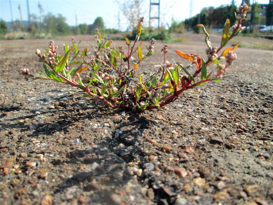 Ampfer-Knöterich (Persicaria lapathifolia) am Bahnhof Schwetzingen - häufig auf Ruderal-Flächen und Waldrodungen