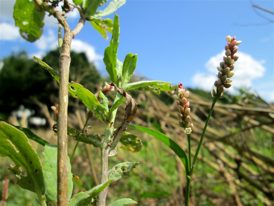 Ampfer-Knöterich (Persicaria lapathifolia) auf einer Acker-Brachfläche bei Brebach