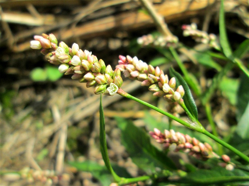 Ampfer-Knöterich (Persicaria lapathifolia) auf einer Acker-Brachfläche bei Brebach