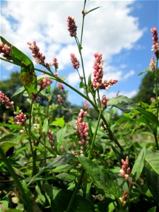 Ampfer-Knöterich (Persicaria lapathifolia) auf einer Acker-Brachfläche bei Brebach