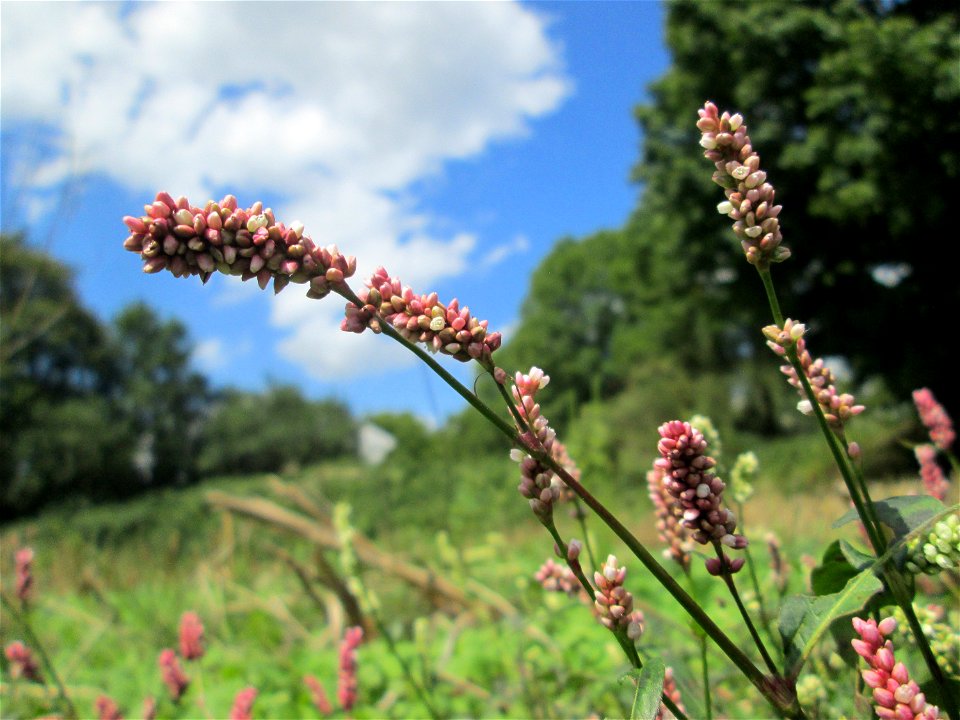 Ampfer-Knöterich (Persicaria lapathifolia) auf einer Acker-Brachfläche bei Brebach