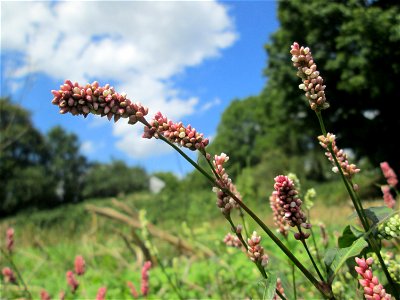 Ampfer-Knöterich (Persicaria lapathifolia) auf einer Acker-Brachfläche bei Brebach