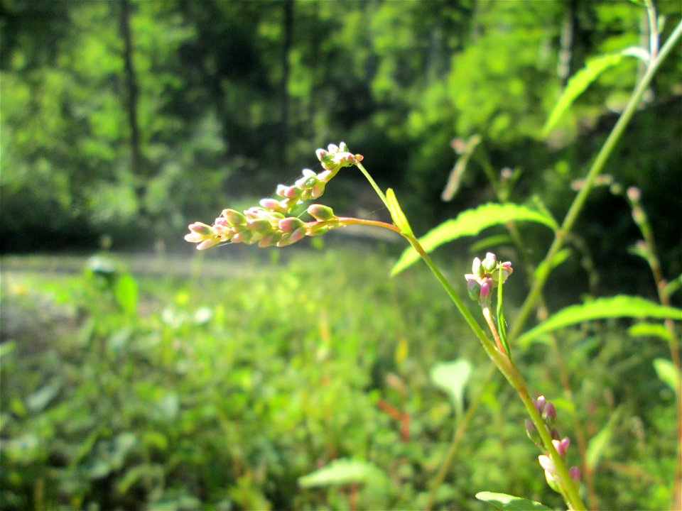 Ampfer-Knöterich (Persicaria lapathifolia) im Wald bei Ensheim