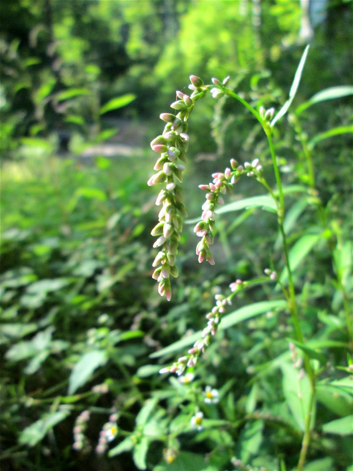 Ampfer-Knöterich (Persicaria lapathifolia) im Wald bei Ensheim
