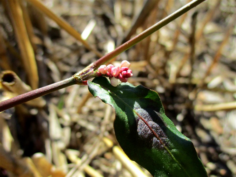 Ampfer-Knöterich (Persicaria lapathifolia) auf einem Acker bei Brebach