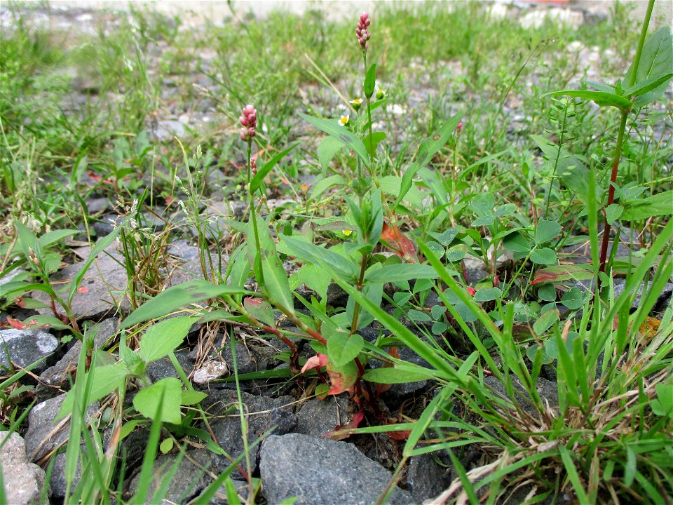 Ampfer-Knöterich (Persicaria lapathifolia) in Brebach