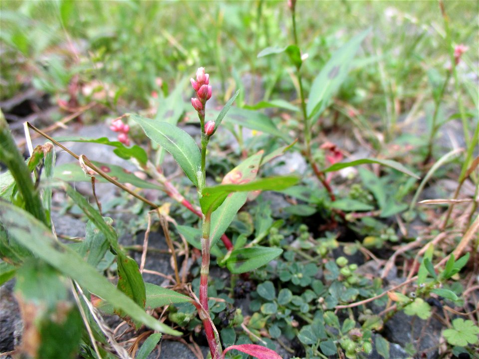 Ampfer-Knöterich (Persicaria lapathifolia) in Brebach
