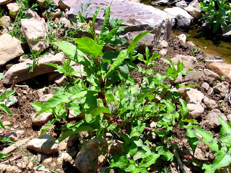 Persicaria lapathifolia habit, Sierra Madrona, Spain