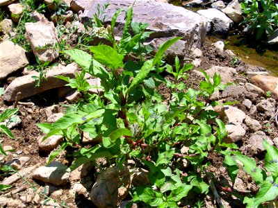 Persicaria lapathifolia habit, Sierra Madrona, Spain
