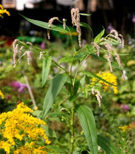 Polygonum lapathifolium, self made image taken late summer.