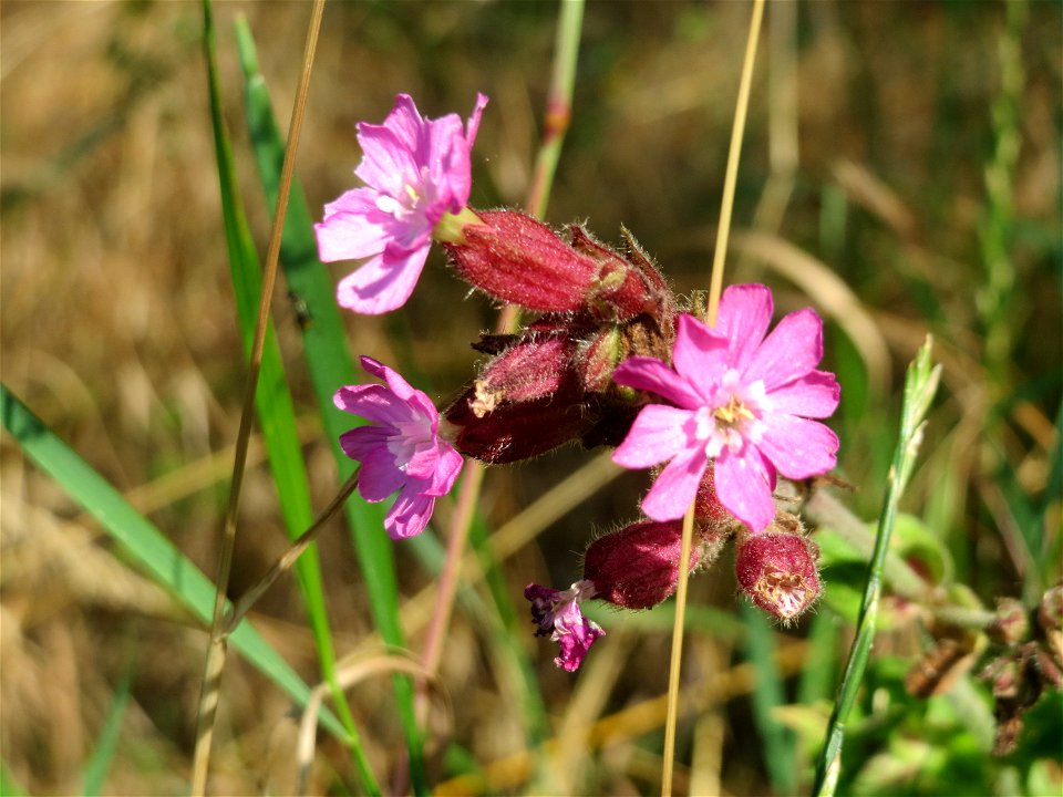 Rote Lichtnelke (Silene dioica) im Hockenheimer Rheinbogen