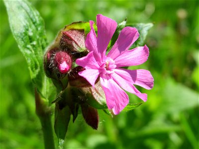 Rote Lichtnelke (Silene dioica) an der Saar in Saarbrücken
