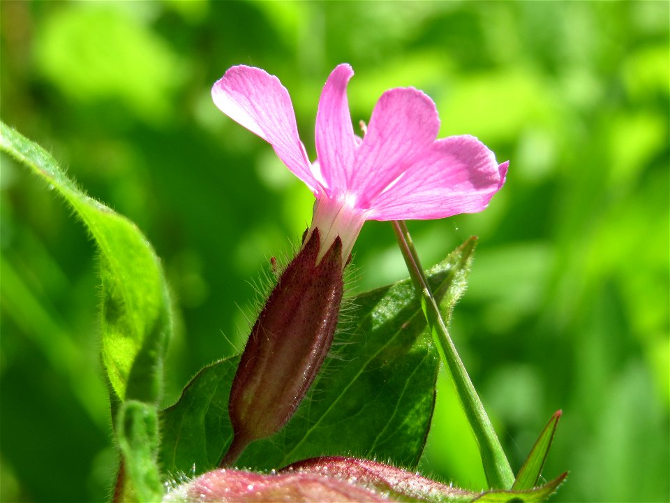 Rote Lichtnelke (Silene dioica) an der Saar in Saarbrücken