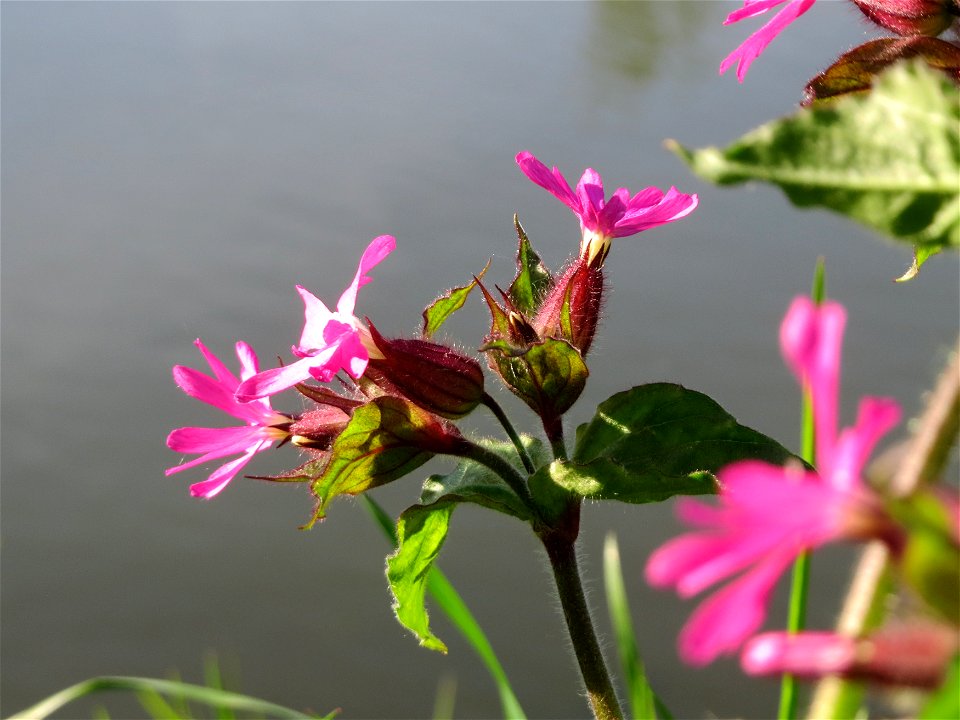 Rote Lichtnelke (Silene dioica) an der Saar in Saarbrücken