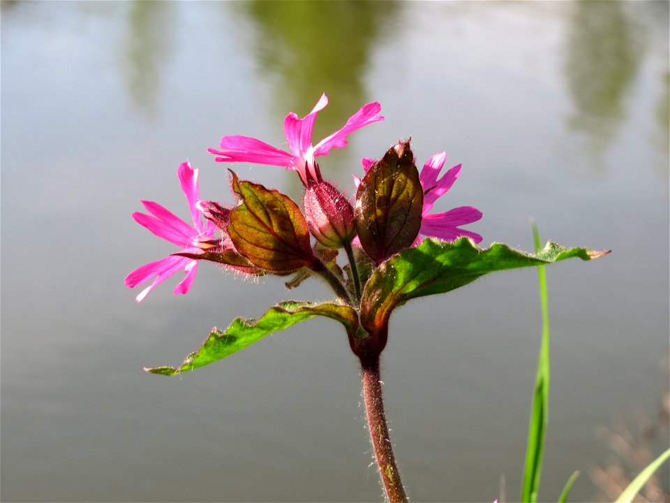 Rote Lichtnelke (Silene dioica) an der Saar in Saarbrücken