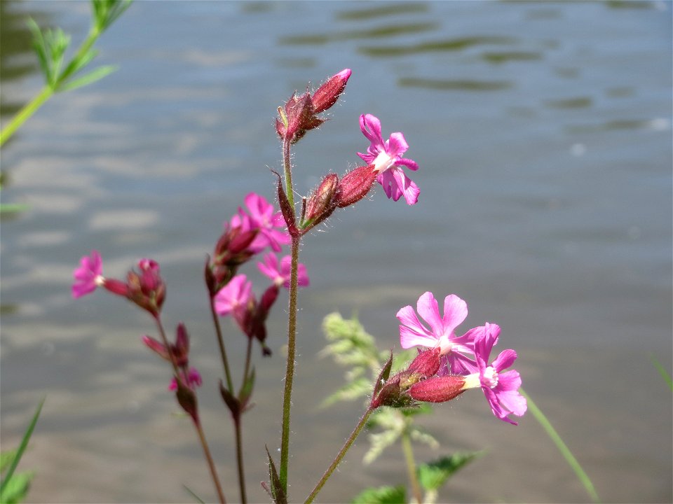 Rote Lichtnelke (Silene dioica) an der Saar in Saarbrücken