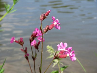 Rote Lichtnelke (Silene dioica) an der Saar in Saarbrücken