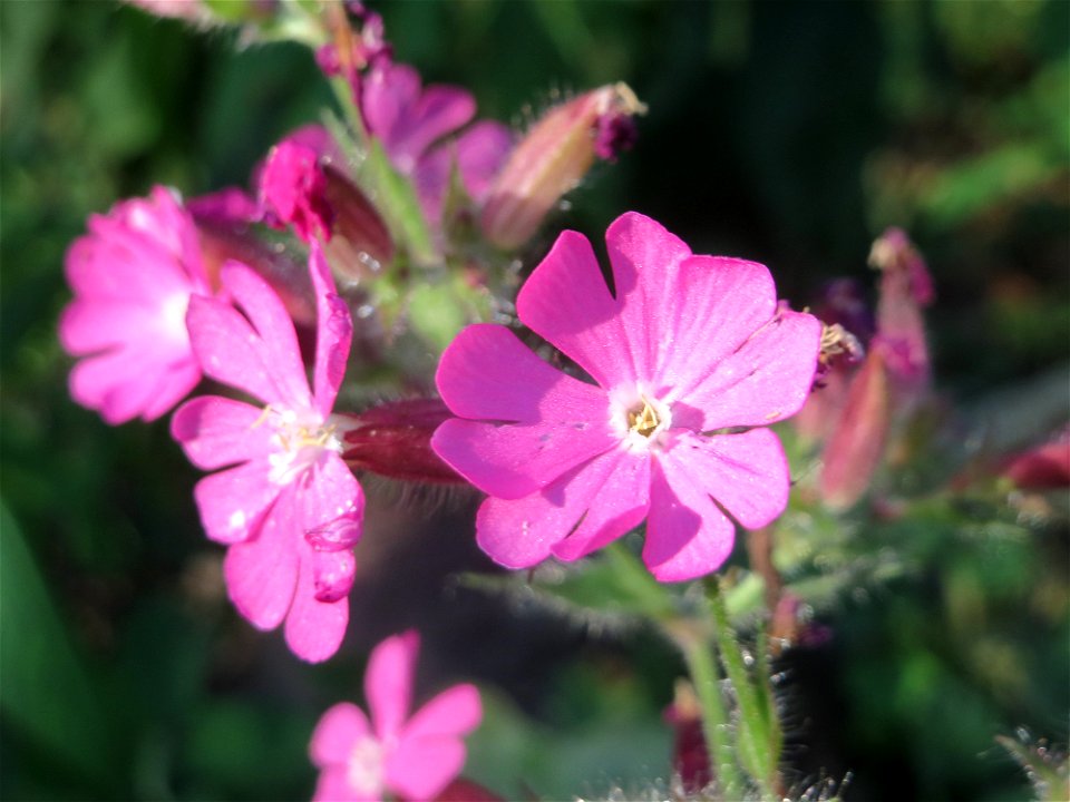 Rote Lichtnelke (Silene dioica) im Schwetzinger Hardt