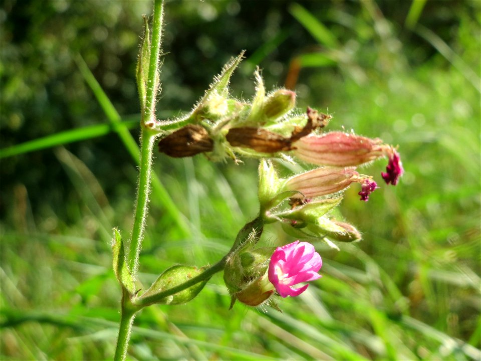 Rote Lichtnelke (Silene dioica) am Hardtgraben im Schwetzinger Hardt