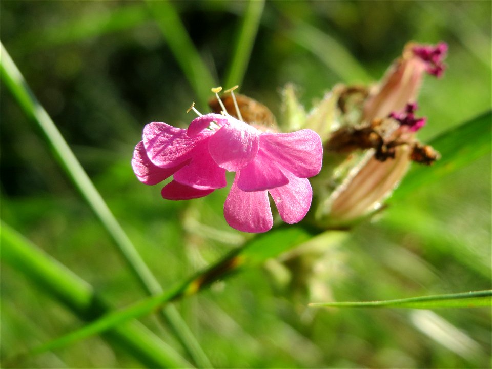 Rote Lichtnelke (Silene dioica) am Hardtgraben im Schwetzinger Hardt