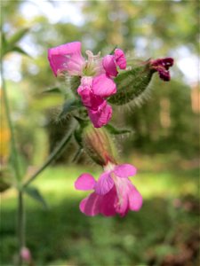 Rote Lichtnelke (Silene dioica) im Schwetzinger Hardt