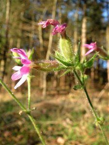 Rote Lichtnelke (Silene dioica) im Schwetzinger Hardt
