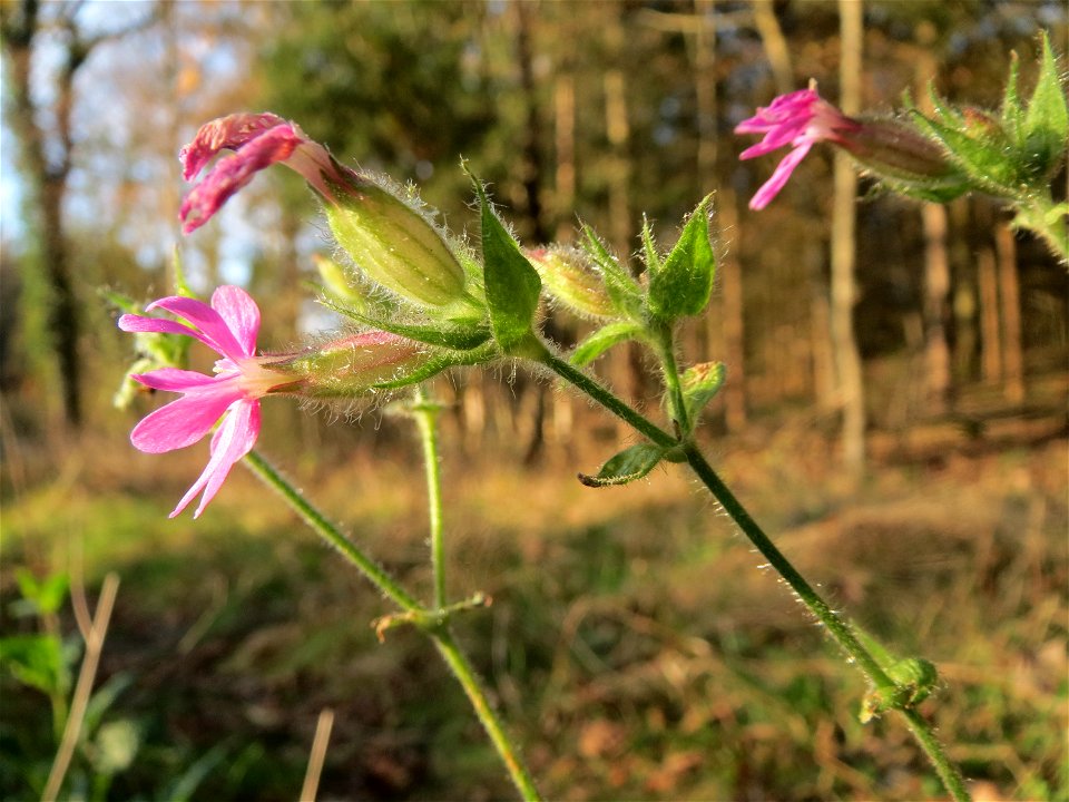 Rote Lichtnelke (Silene dioica) im Schwetzinger Hardt
