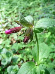 Rote Lichtnelke (Silene dioica) im Saubusch in der Schwetzinger Hardt